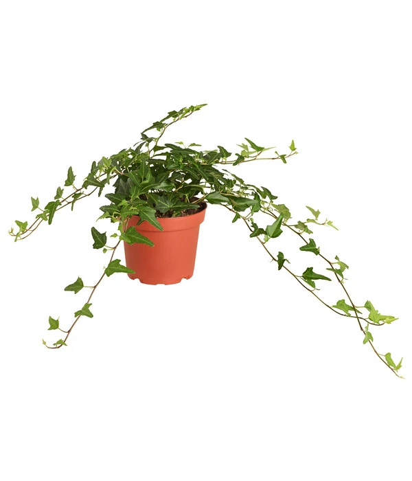 Efeu, Grün 3 Efeu, Grün