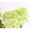 Rispen-Hortensie 'Magical Candle' -Ecopotos Geschaft 7219645 PR DE 001 HortensieHydrangeaMagicalCandle5LDehnerExpressHerzig