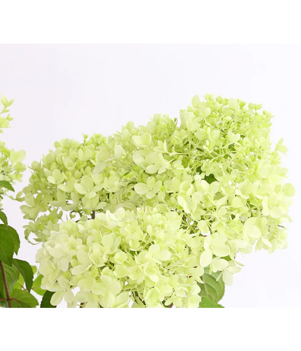 Rispen-Hortensie 'Magical Candle' 3 Rispen-Hortensie 'Magical Candle'