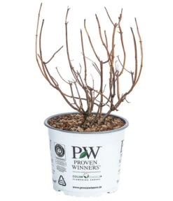 Schneeball-Hortensie 'Pink Annabelle®' 8 Schneeball-Hortensie 'Pink Annabelle®' -Ecopotos Geschaft 7223878 WE FS 001 HydrangeaPinkAnnabel