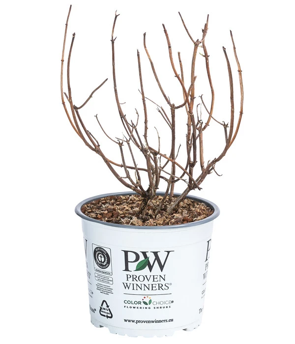 Schneeball-Hortensie 'Pink Annabelle®' 5 Schneeball-Hortensie 'Pink Annabelle®' – Bild 3