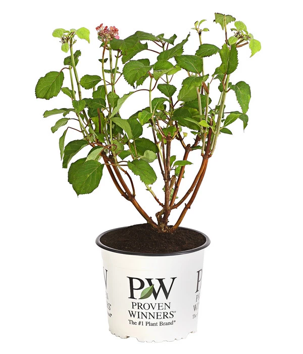 Schneeball-Hortensie 'Pink Annabelle®' 4 Schneeball-Hortensie 'Pink Annabelle®' – Bild 2