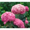 Schneeball-Hortensie 'Pink Annabelle®' 1 Schneeball-Hortensie 'Pink Annabelle®' -Ecopotos Geschaft 7223910 BildFS 001 BallHortensieHydPinkAnnabelle