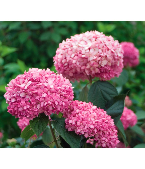 Schneeball-Hortensie 'Pink Annabelle®' 3 Schneeball-Hortensie 'Pink Annabelle®'