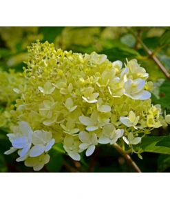 Rispen-Hortensie 'Little Lime®' -Ecopotos Geschaft 7224686 WE DE 001 HydrangeaPaniculataRispenhortensieLittleLimePixabay