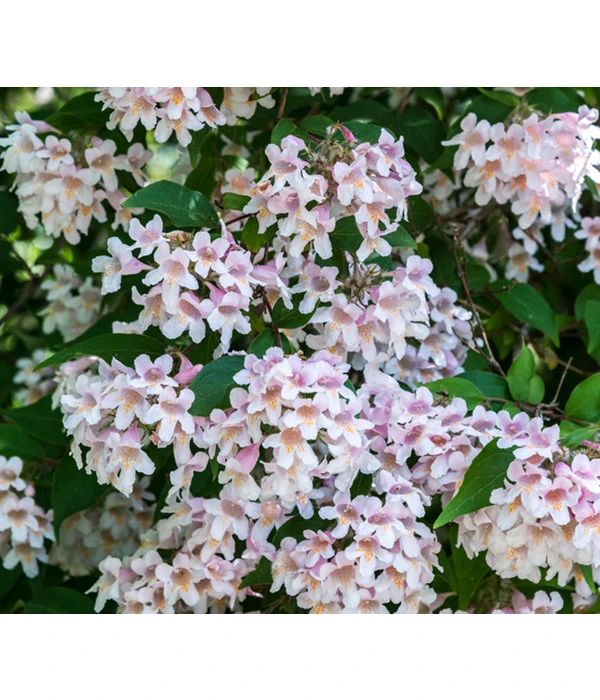 Kolkwitzie - Perlmuttstrauch 3 Kolkwitzie - Perlmuttstrauch