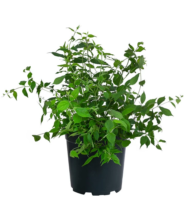 Kolkwitzie - Perlmuttstrauch 4 Kolkwitzie - Perlmuttstrauch – Bild 2