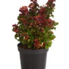 Traubenheide 'Curly Red' -Ecopotos Geschaft 7264229 WE FS 001 LeucothoeTraubenheideCurlyRed2L