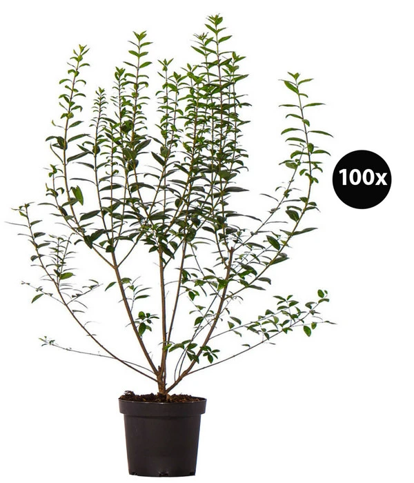 33 Meter Ovalblättriger Liguster, 100 X Ca. 60-100 Cm 3 33 Meter Ovalblättriger Liguster, 100 X Ca. 60-100 Cm