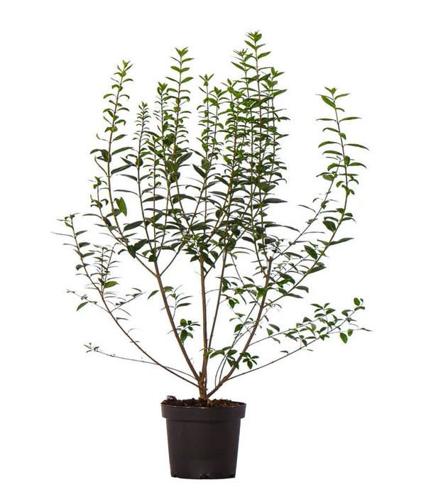 33 Meter Ovalblättriger Liguster, 100 X Ca. 60-100 Cm 4 33 Meter Ovalblättriger Liguster, 100 X Ca. 60-100 Cm – Bild 2