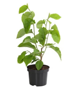 Duft-Magnolie 'Yellow Bird'