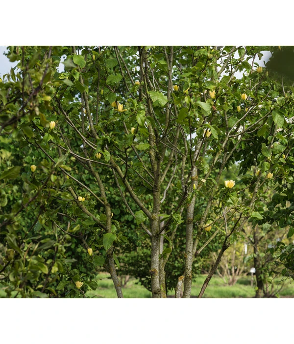 Duft-Magnolie 'Yellow Bird' 3 Duft-Magnolie 'Yellow Bird' – Bild 2