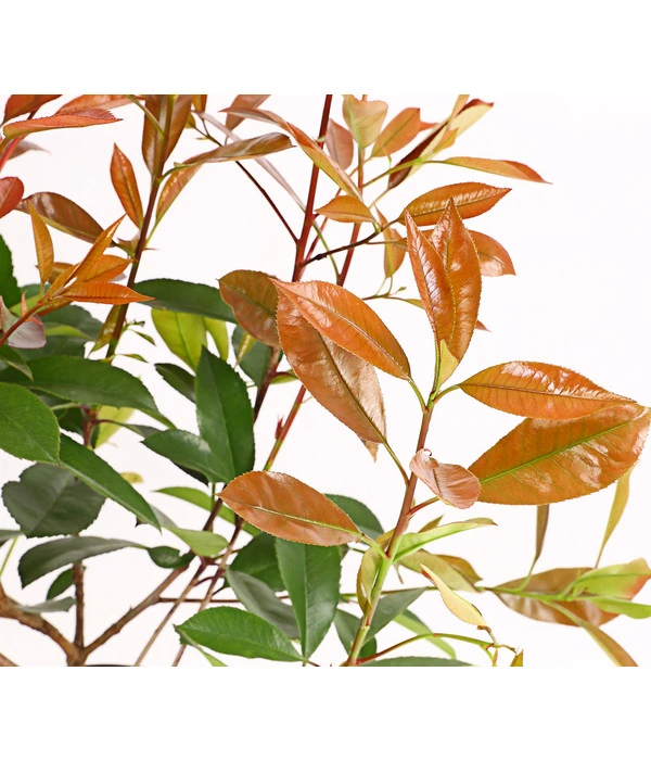 2 Meter Purpur-Glanzmispel 'Red Robin', 6 X Ca. 60 Cm 4 2 Meter Purpur-Glanzmispel 'Red Robin', 6 X Ca. 60 Cm – Bild 2