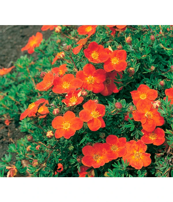 Fingerstrauch 3 Fingerstrauch