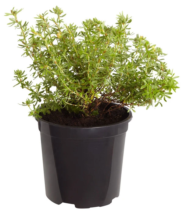 Fingerstrauch 4 Fingerstrauch – Bild 2