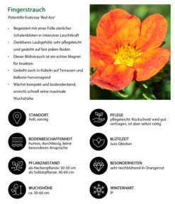 Fingerstrauch 8 Fingerstrauch -Ecopotos Geschaft 7353790 WE IG 001 Fingerstrauch