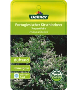 Portugiesischer Kirschlorbeer 'Angustifolia' -Ecopotos Geschaft 7362833 PortugiesischerKirschlorbeerAngustifolia Etikett 1