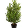 Portugiesischer Kirschlorbeer 'Angustifolia' -Ecopotos Geschaft 7362833 WE FS 001 PrunusLusitanicaAngustKirschlorbeer12LDehnerExpressHerzig