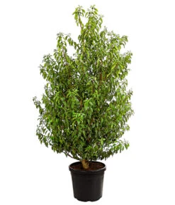 Portugiesischer Kirschlorbeer 'Angustifolia'