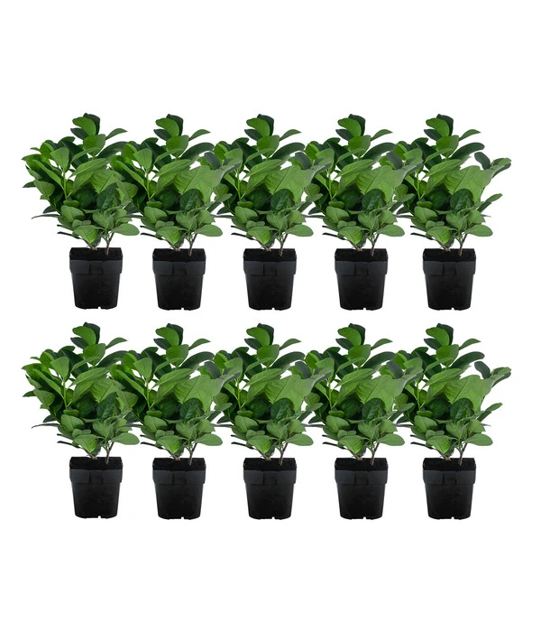 2-3 Meter Kirschlorbeer 'Etna', 10 X Ca. 20-30 Cm 3 2-3 Meter Kirschlorbeer 'Etna', 10 X Ca. 20-30 Cm