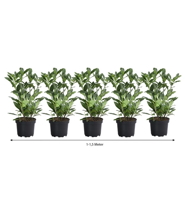 1-1,5 Meter Kirschlorbeer 'Herbergii', 5 X Ca. 60-70 Cm 3 1-1,5 Meter Kirschlorbeer 'Herbergii', 5 X Ca. 60-70 Cm