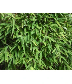 Schirmbambus 'Jumbo' -Ecopotos Geschaft 7471675 PR DE 001SchirmbambusJumboLoewenbaumpixabay