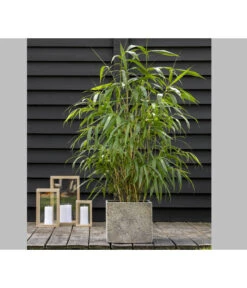 Schirmbambus 'Jumbo' -Ecopotos Geschaft 7471675 PR MO 001 BambusSinMurJumbo2L