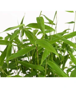 Schirmbambus 'Jumbo' -Ecopotos Geschaft 7471816 WE DE 001 SinarundinariaNitidaBambus1LDehnerExpressHerzig