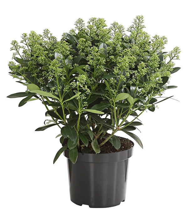 Blütenskimmie 'White Lady' 4 Blütenskimmie 'White Lady' – Bild 2