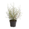 Schnurbaum 'Little Baby' 2 Schnurbaum 'Little Baby' -Ecopotos Geschaft 7473648 PR FS 001 SchnurbaumSophoraLittleBaby2LDehnerExpressHerzig