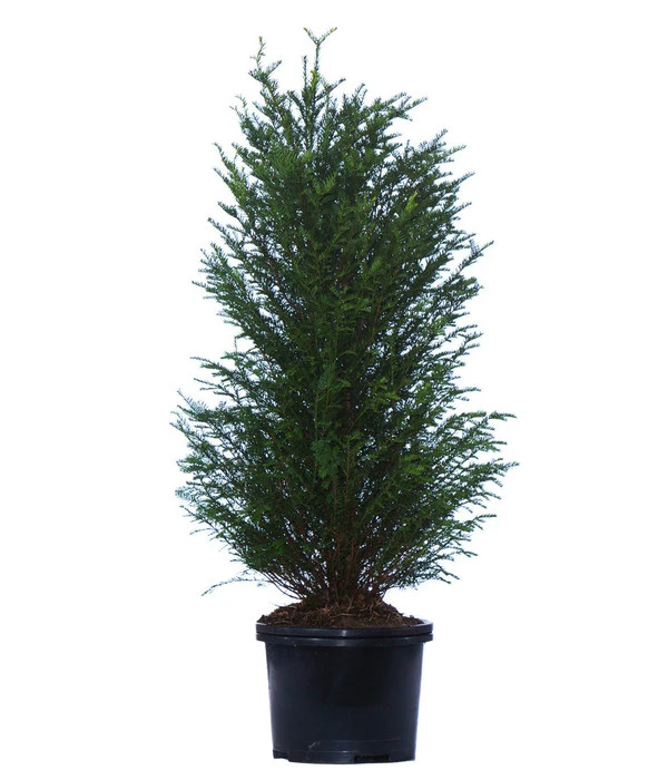 3 Meter Europäische Eibe, 6 X Ca. 125-150 Cm 4 3 Meter Europäische Eibe, 6 X Ca. 125-150 Cm – Bild 2