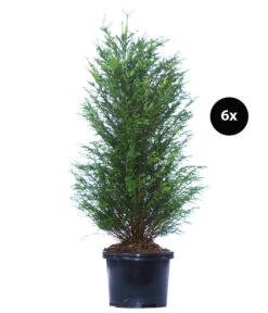 3 Meter Europäische Eibe, 6 X Ca. 125-150 Cm