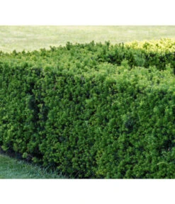 3 Meter Europäische Eibe, 6 X Ca. 125-150 Cm 10 3 Meter Europäische Eibe, 6 X Ca. 125-150 Cm -Ecopotos Geschaft 7496714 PR MO 001 TaxusEibeBGALucknerMai2017