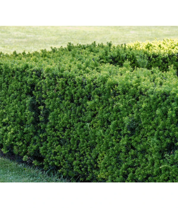 3 Meter Europäische Eibe, 6 X Ca. 125-150 Cm 5 3 Meter Europäische Eibe, 6 X Ca. 125-150 Cm – Bild 3