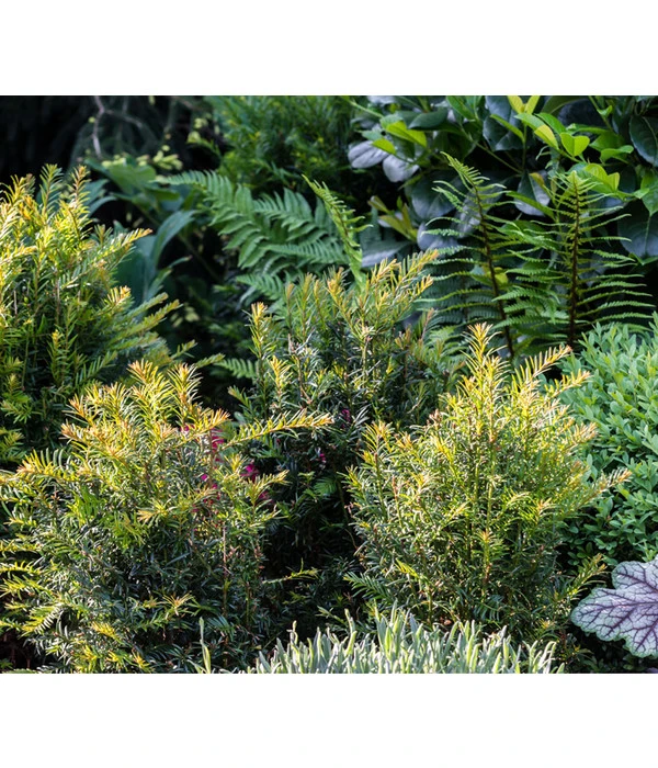 3 Meter Europäische Eibe, 6 X Ca. 125-150 Cm 6 3 Meter Europäische Eibe, 6 X Ca. 125-150 Cm – Bild 4