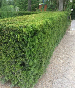 3 Meter Europäische Eibe, 6 X Ca. 125-150 Cm 12 3 Meter Europäische Eibe, 6 X Ca. 125-150 Cm -Ecopotos Geschaft 7496714 WE MO 003 GemeineEibeTaxusBaccata2L