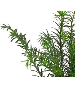 3 Meter Europäische Eibe, 6 X Ca. 125-150 Cm 13 3 Meter Europäische Eibe, 6 X Ca. 125-150 Cm -Ecopotos Geschaft 7497100 PR DE 002 TaxusEibeBaccata9CDehnerExpressHerzig