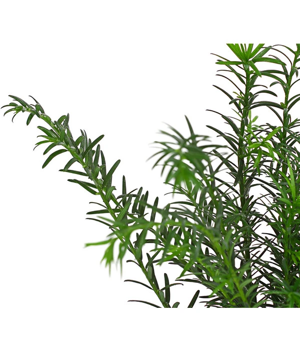 3 Meter Europäische Eibe, 6 X Ca. 125-150 Cm 8 3 Meter Europäische Eibe, 6 X Ca. 125-150 Cm – Bild 6