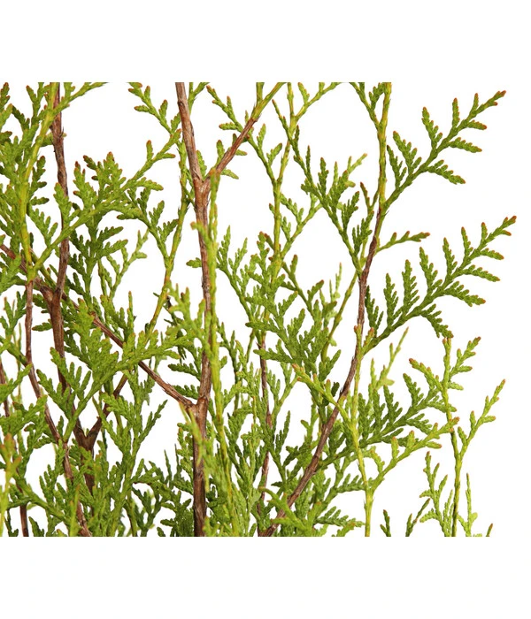 3 Meter Lebensbaum 'Brabant', 6 X Ca. 150-175 Cm 5 3 Meter Lebensbaum 'Brabant', 6 X Ca. 150-175 Cm – Bild 3