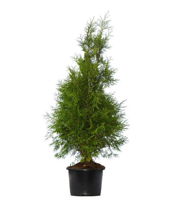 3 Meter Lebensbaum 'Brabant', 6 X Ca. 150-175 Cm 4 3 Meter Lebensbaum 'Brabant', 6 X Ca. 150-175 Cm – Bild 2