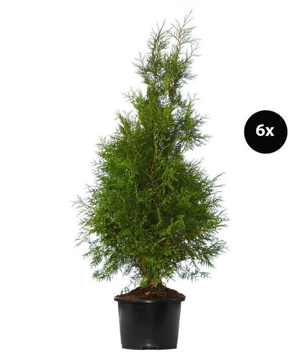 3 Meter Lebensbaum 'Brabant', 6 X Ca. 150-175 Cm 3 3 Meter Lebensbaum 'Brabant', 6 X Ca. 150-175 Cm