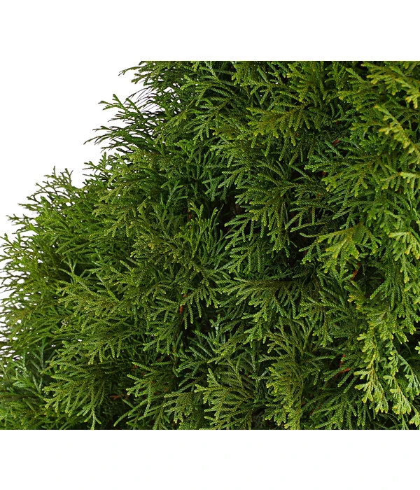 18 Meter Lebensbaum 'Smaragd', 60 X Ca. 60-80 Cm 6 18 Meter Lebensbaum 'Smaragd', 60 X Ca. 60-80 Cm – Bild 5