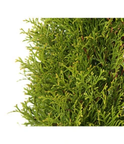 18 Meter Lebensbaum 'Smaragd', 60 X Ca. 60-80 Cm 12 18 Meter Lebensbaum 'Smaragd', 60 X Ca. 60-80 Cm -Ecopotos Geschaft 7513757 PR DE 001 LebensbaumThujaOccidentalisSmaragd3LDehnerExpressHerzig