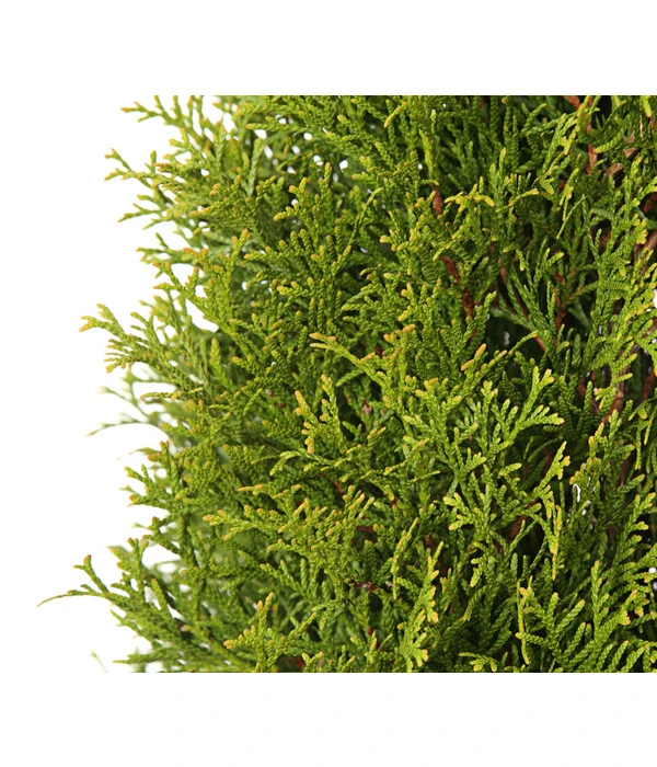 18 Meter Lebensbaum 'Smaragd', 60 X Ca. 60-80 Cm 7 18 Meter Lebensbaum 'Smaragd', 60 X Ca. 60-80 Cm – Bild 6