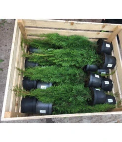 18 Meter Lebensbaum 'Smaragd', 60 X Ca. 60-80 Cm 10 18 Meter Lebensbaum 'Smaragd', 60 X Ca. 60-80 Cm -Ecopotos Geschaft 7516685 PR DE 001 ThujaPalette5L