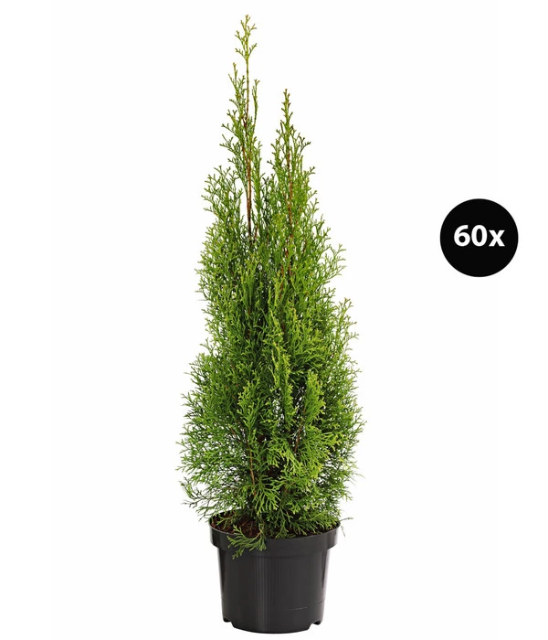 18 Meter Lebensbaum 'Smaragd', 60 X Ca. 60-80 Cm 2 18 Meter Lebensbaum 'Smaragd', 60 X Ca. 60-80 Cm