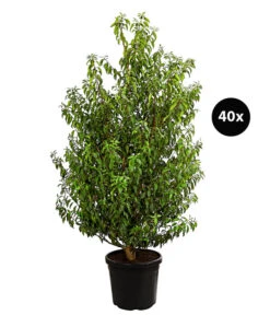15 Meter Portugiesischer Kirschlorbeer 'Angustifolia', 40 X Ca. 80-100 Cm
