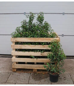 15 Meter Portugiesischer Kirschlorbeer 'Angustifolia', 40 X Ca. 80-100 Cm -Ecopotos Geschaft 7517626 WE FS 002 PrunuslusitanicaC7 5