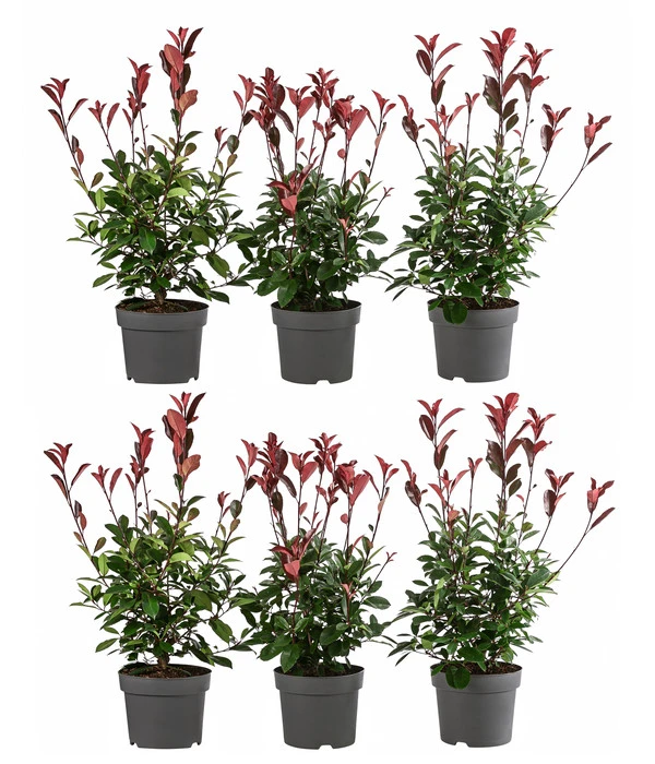 2 Meter Purpur-Glanzmispel 'Red Robin', 6 X Ca. 60 Cm 3 2 Meter Purpur-Glanzmispel 'Red Robin', 6 X Ca. 60 Cm