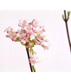 Winter-Schneeball 'Dawn' -Ecopotos Geschaft 7532807 WE DE 001 ViburnumBodnDawn3LDehnerExpressHerzig